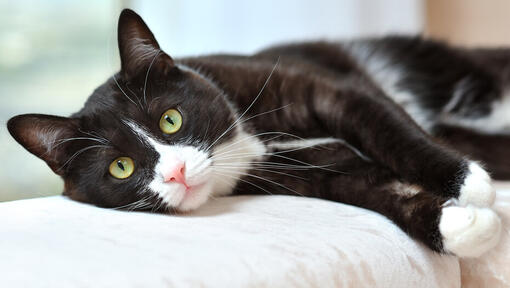 Cat staring at sales me